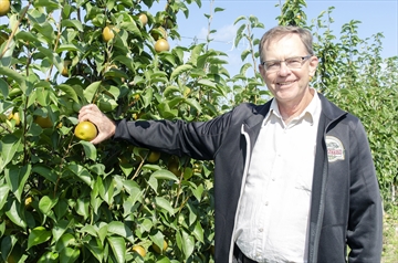 John Thwaites shows off one of the pears produced by a newer Asian variety of tree he's growing on his Niagara-on-the-Lake farm.